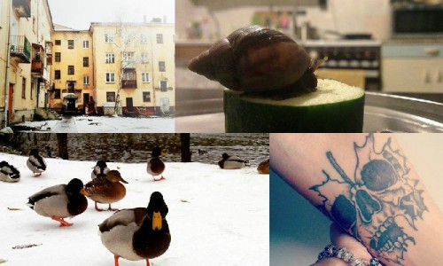 Пятница в Кирове: утиная версия "Пешком по Вятке" и улитка - модель