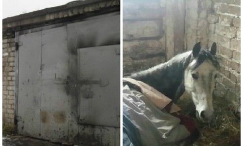 Что обсуждают в Кирове утром: жуткие фото истощенных лошадей и труп в гараже