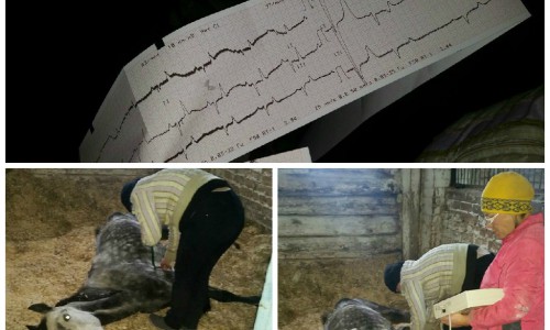 Волонтеры рассказали о состоянии лошадей, спасенных из кировской конюшни