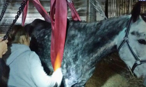 Спасенных от голодной смерти лошадей несколько раз пытались украсть у кировских волонтеров