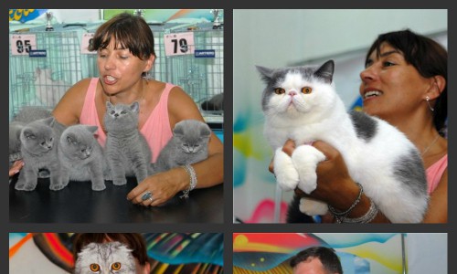 34 элитные кошки Кирова: фоторепортаж с выставки породистых животных