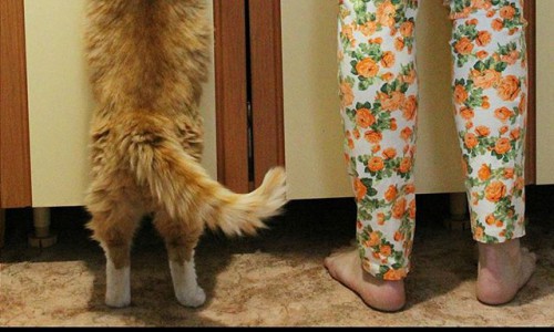 Четверг в Кирове: серый дом с синей крышей и выходной на кухне