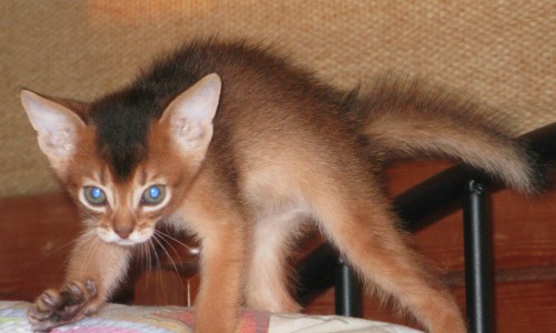 Кировчанина, продающего породистых котят, обманули на 100 тысяч рублей