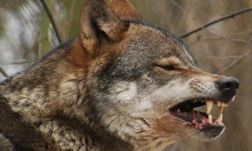 Местные жители рассказывают о нападении волка на людей в кировских лесах