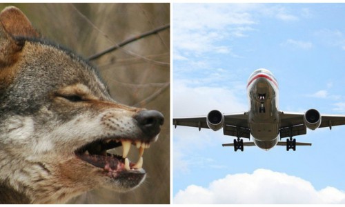 Что обсуждают в Кирове утром: нападение волков на людей и причина крушения А321