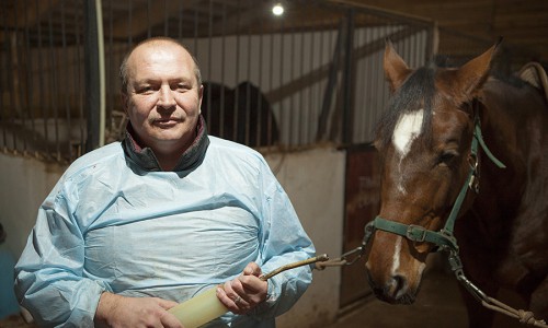 Кировчанин вылечил любимого коня Владимира Путина