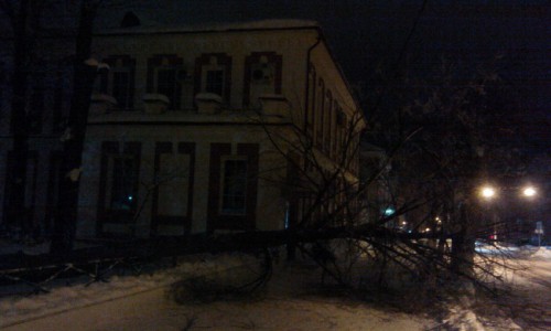 В Кирове на улице Московской на тротуар упало большое дерево