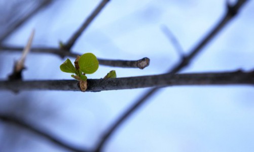 В Кирове из-за аномально теплой погоды появляются листья на деревьях