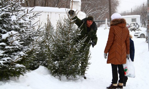 Карта: где в Кирове к Новому году можно будет купить елку?