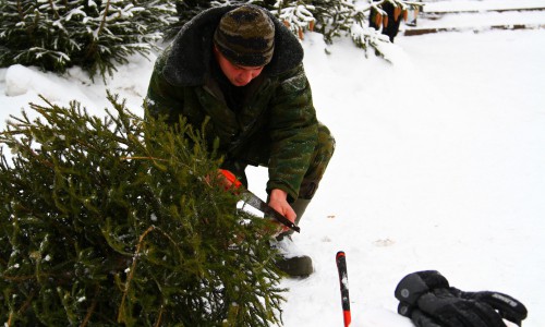 Незаконно срубленная елочка обойдется кировчанам в 9 тысяч рублей