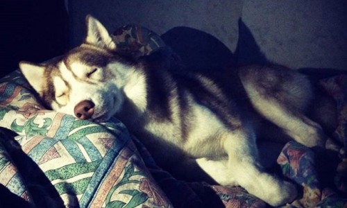 Понедельник в Кирове: охота за птичками и тихий час