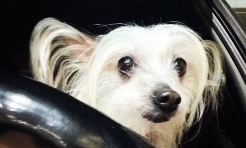 Вторник в Кирове: елочка из снежинок и мышонок за рулем