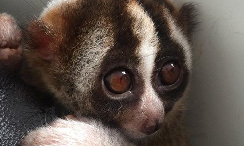 Четверг в Кирове: проснувшийся Боня и воспоминания о лете