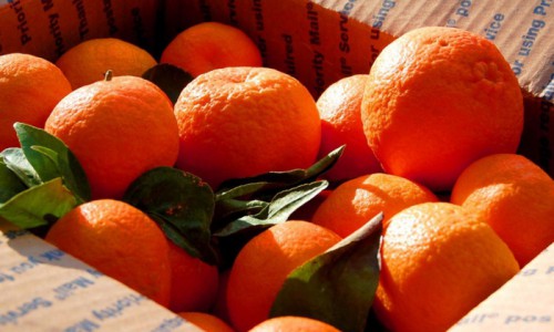 На открытии главной елки Кирова разыграют ящик мороженого и мандаринов