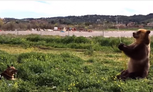 Многотысячные пользователи Youtube следят за жизнью кировского медведя Тимы