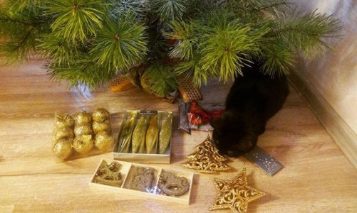 Понедельник в Кирове: океан любви и сосна в доме