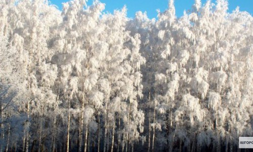 В Кировской области полицейские сутки искали пропавшего в лесу грибника