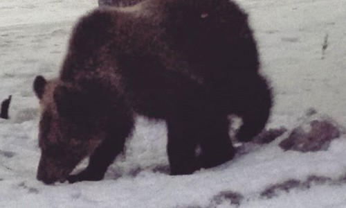 Вторник в Кирове: медведь на улице и подтаявшие фигуры на Театралке