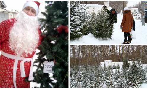 Сколько стоит самая дорогая елка на базарах в Кирове?