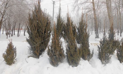 Продавец елок в Кирове: «Из-за теплой погоды елочки в этом году простоят хоть до 8 марта!»