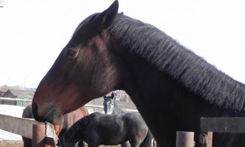 В Коминтерне подростки разгромили конюшню: "Ноги у животных были разодраны в кровь"