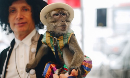 Кировские обезьяны выступают на новогодних корпоративах за 5 тысяч рублей