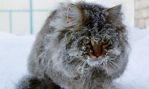 Новогодняя ночь в Кирове будет морозной