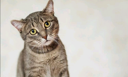 Вторник в Кирове: задумчивый кот и новогодние елочки