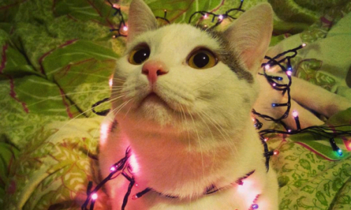 Среда в Кирове: чем занимаются горожане за день до Нового года