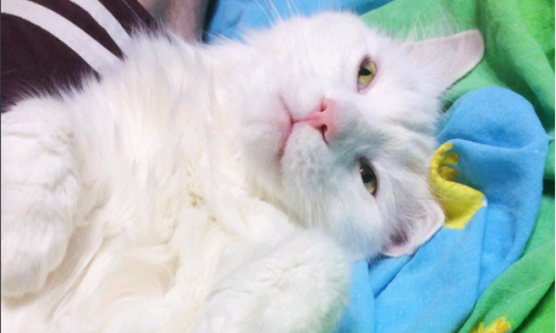 Понедельник в Кирове: котики и пробки в городе