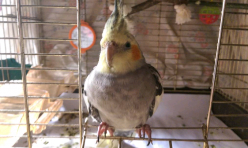 Вторник в Кирове: сонное утро и попугай Чупсик