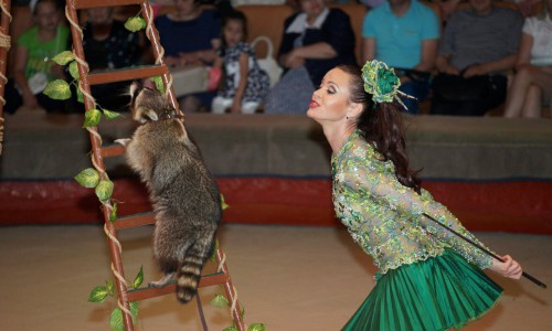 Дрессировщица енотов: «Однажды мне пришлось дорабатывать номер с травмой руки»