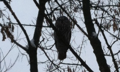 В центре Кирова на дереве сидела сова
