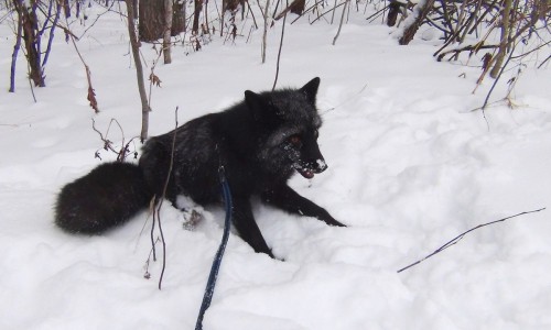 В Ганино пропала домашняя лиса