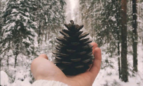 Понедельник в Кирове: страусы и местные красоты