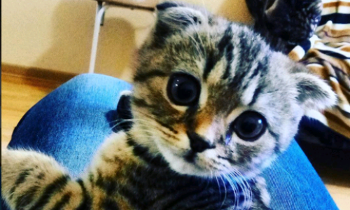 Среда в Кирове: помидоры в подъезде и маленькое чудо