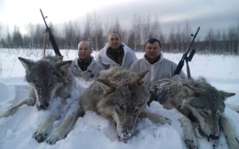 В Кировской области в январе 2016 года охотники убили 27 волков