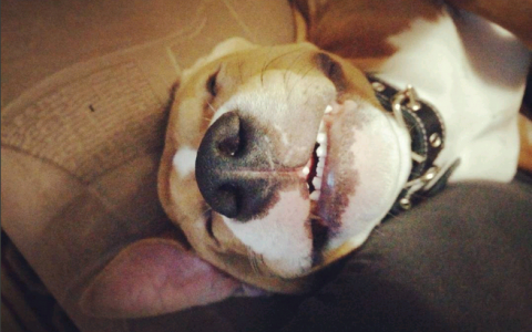 Среда в Кирове: собака-улыбака и смешные кактусы