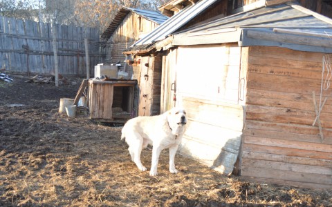 В Кировской области собака изгрызла лицо девочки: отец рассказал, как добился справедливости