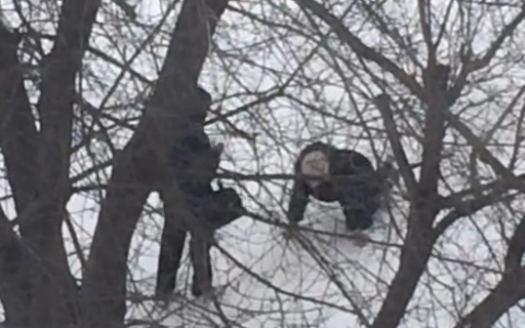 Видео: в Нововятске женщина ползла по улице на четвереньках перед мужчиной