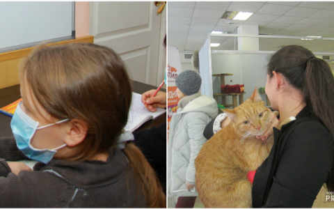 Что обсуждают в Кирове утром: школы на карантине и выставка кошек