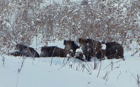 В Кирове браконьеры зверски убили целую семью кабанов