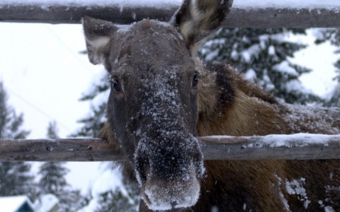 В Кировской области браконьеры убили лося с тепловоза