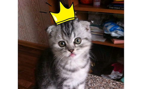 Четверг в Кирове: моя принцесса и немного сладостей