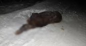 В Кировской области неизвестный водитель сбил беременную лосиху и скрылся