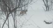В Кировской области заметили крупную рысь, ушедшую в сторону школы
