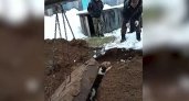 В Кировской области жители спасли застрявшую под бетонной плитой собаку