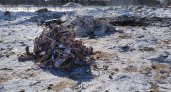 В Кирове обнаружили свалку из 672 килограммов костей