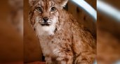 Пойманная в Кирове рысь Мира отправится в новосибирский хоспис "Дом тигра"