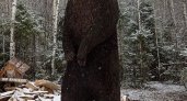 Мастер из Арбажа изготовил из дерева уникальную фигуру медведя